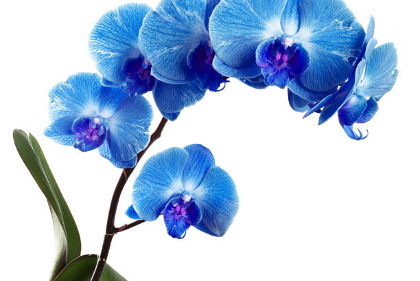 istock Orchids on white background close-up. Blue orchid on white background close up. Blue orchid flowers close-up. Blue orchid flowers studio photo. Branch of orchid horizontal photo 1221379596