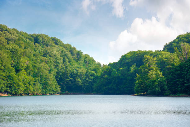 istock lake among beech forest of vihorlat mountains 1221379652