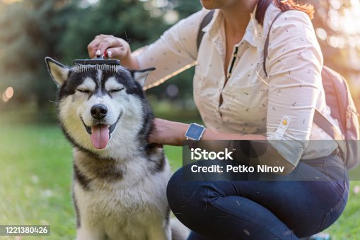 istock Woman brushing her dog in the park 1221380426
