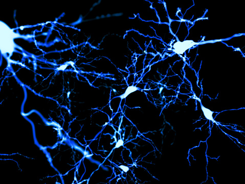Pyramidal neurons fluorescence-marked. They are found in the cerebral cortex, the hippocampus and the amygdala.