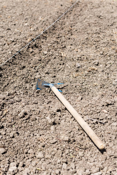 istock Old gardening hoe on the flower bed 1221381384