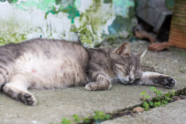 istock Lazy pregnant grey cat laying in the yard 1221381385