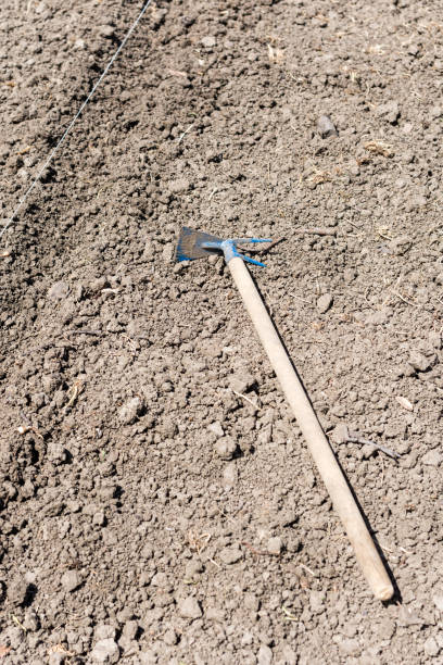 Old gardening hoe on the flower bed