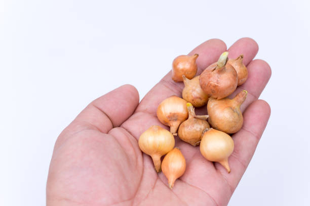 istock Hand holding onion bulbs isolated over white background 1221381458