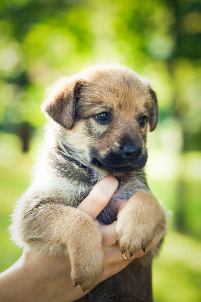 istock Little brown puppy on somebody's hands. Black paw 1221382944