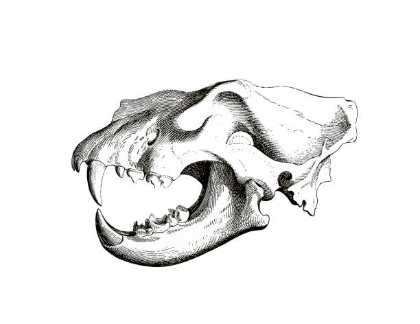 ilustracja lwiej czaszki z popularnej encyklopedii z 1890 roku - animal skeleton illustrations stock illustrations