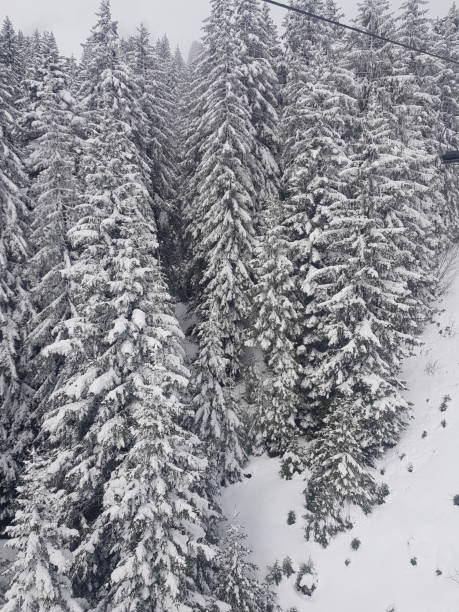 istock Winter Trees on the Alps 1221383235