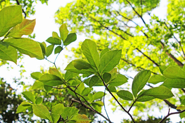 istock Scenery of the fresh green forest. 1221383474