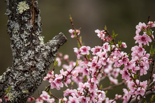 Fruit tree with pink blossom. Lichen covered trunk in the background