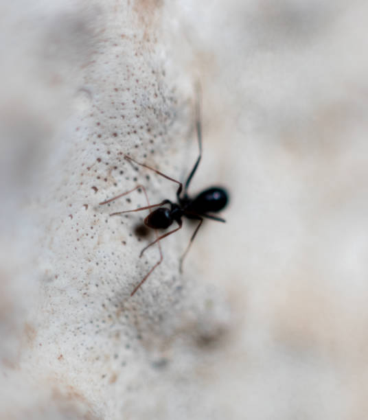 little ant - determination ant strength effort fotografías e imágenes de stock