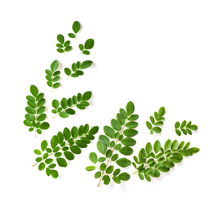 Moringa leaves on white background top view