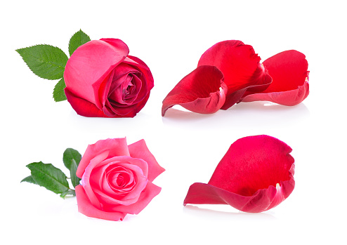 red and pink rose with leaf on white background