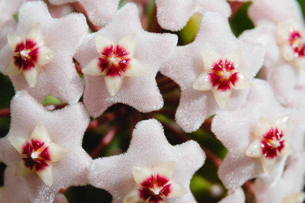 istock Hoya Carnosa flower 1221386415