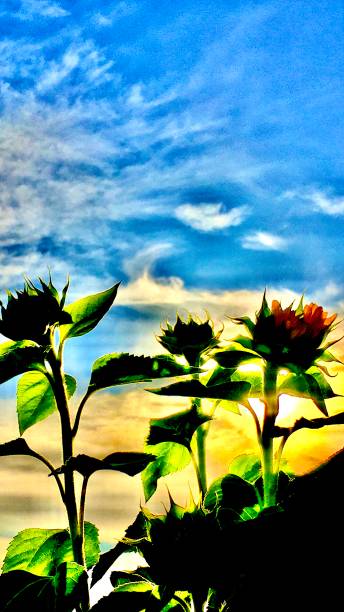 istock yellow dwarf sunflowers reaching for the sun 1221386759