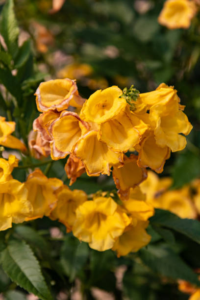 istock Thai Golden flower 1221386789
