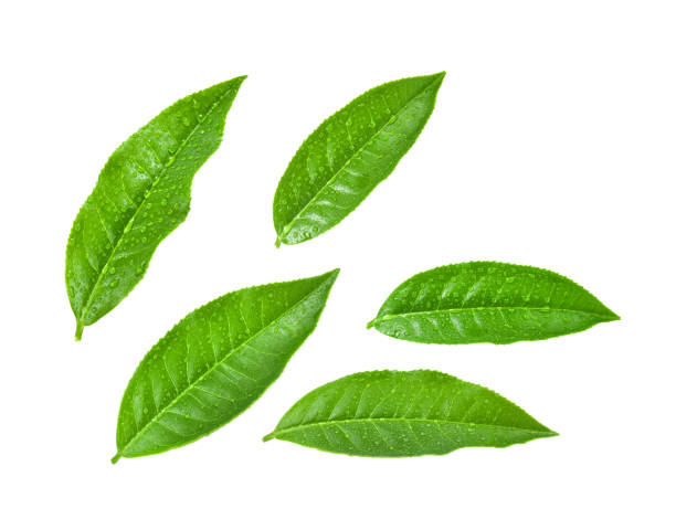 istock Green tea leaf with drops of water on white background. 1221387682