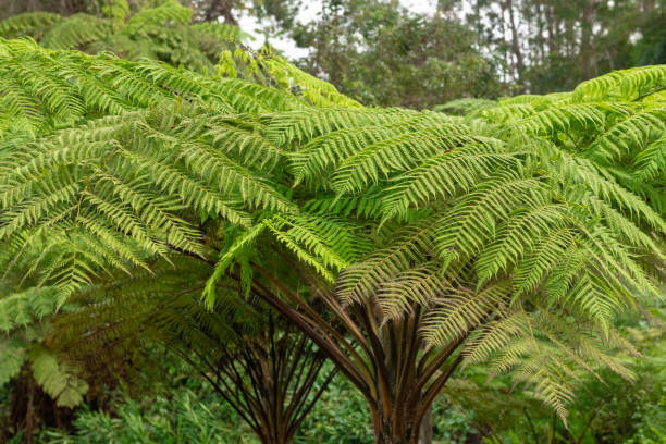 istock Large fern leaves, Cuba 1221389794