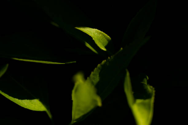 istock Green leaf nature green black shadows background 1221389929