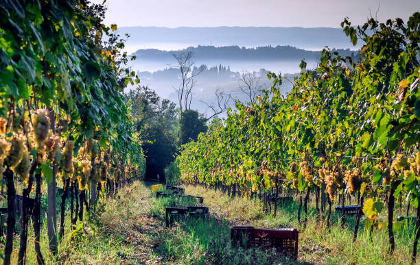 istock Grapeyard in Tuscany on misty morning. Harvesting grape and some boxes for picking grapes. Hills over farm plants 1221390336