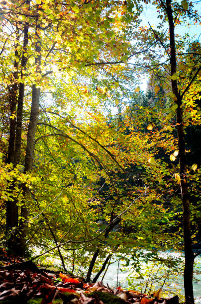 istock Autumn forest in the sun, autumn landscape 1221390420