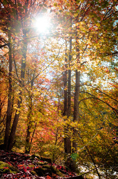 istock Autumn forest in the sun, autumn landscape 1221390433