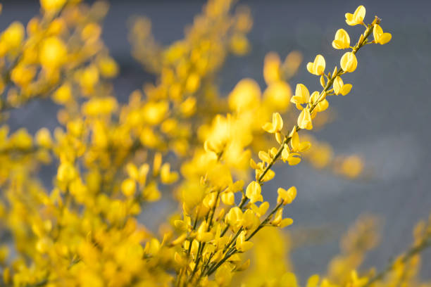 Broom (Genista) closeup in the garden