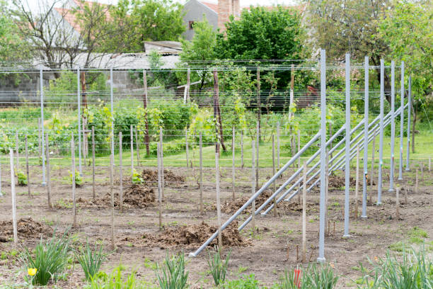 istock Young vines in domestic production 1221391290