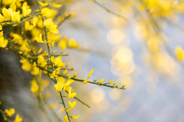 istock Broom (Genista) closeup in the garden 1221391292