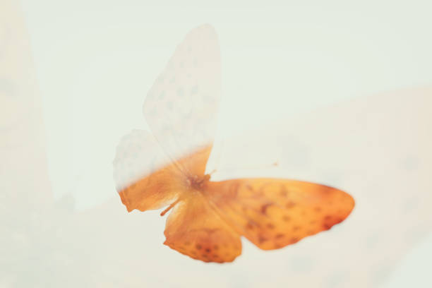istock tropical orange butterfly with a beautiful pattern. isolated on white background 1221391506