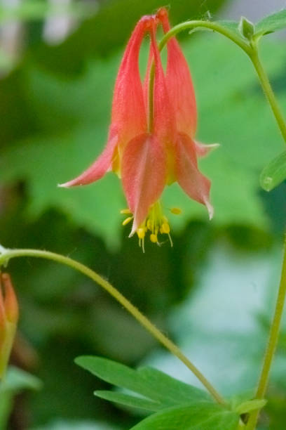istock Macro Of A Columbine Flower 1221391696