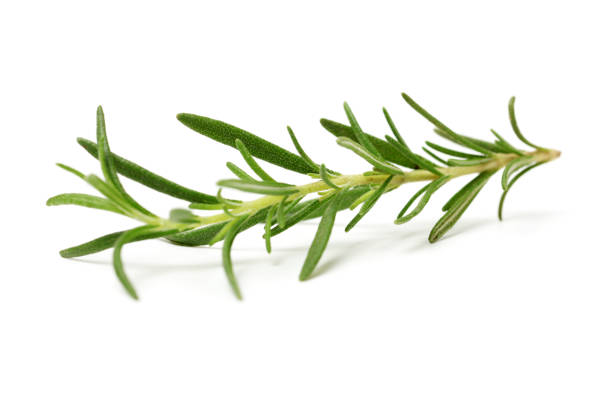 istock Branch of rosemary 1221391807