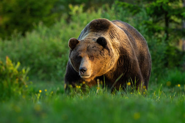 해질녘에 여름을 고대하는 초원에 서있는 거대한 갈색 곰 남성. - prairie sky grass large 뉴스 사진 이미지