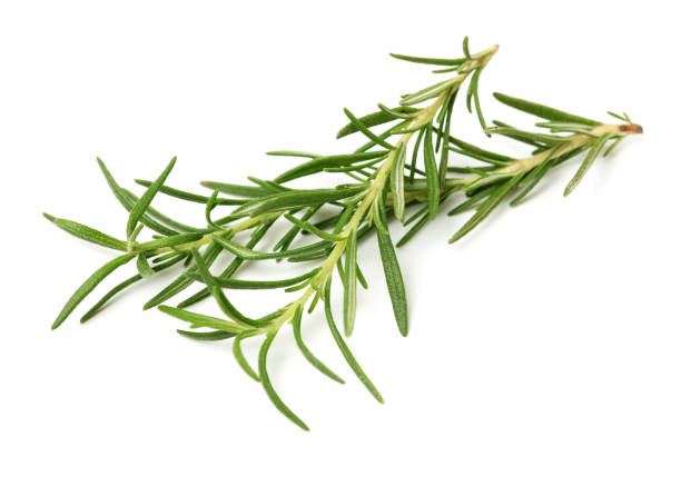 istock Branch of rosemary 1221391849