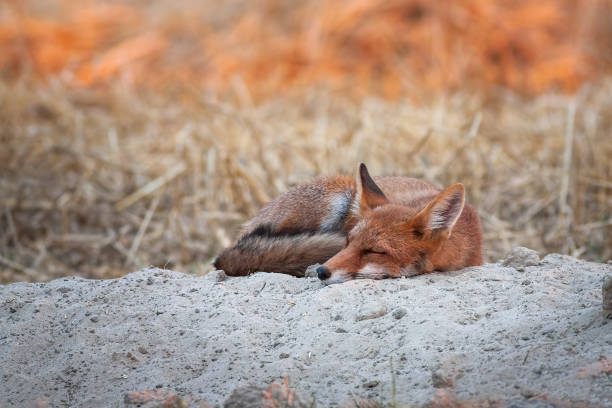 istock Lovely red fox sleeping at sunrise with first sun rays shining on background 1221391872