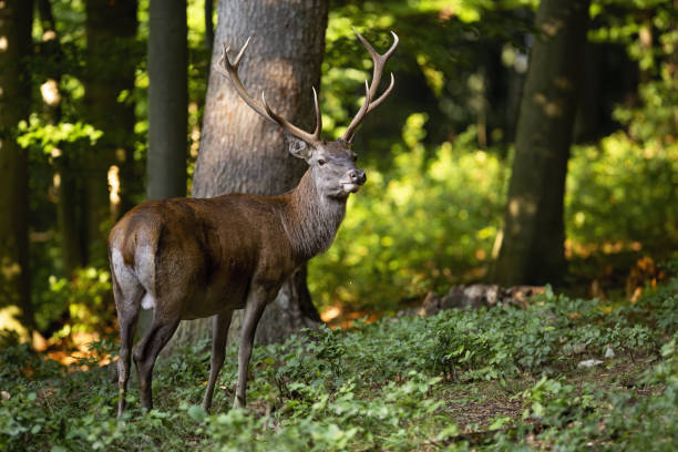 Calm red deer watching aside in summer woodland at sunset