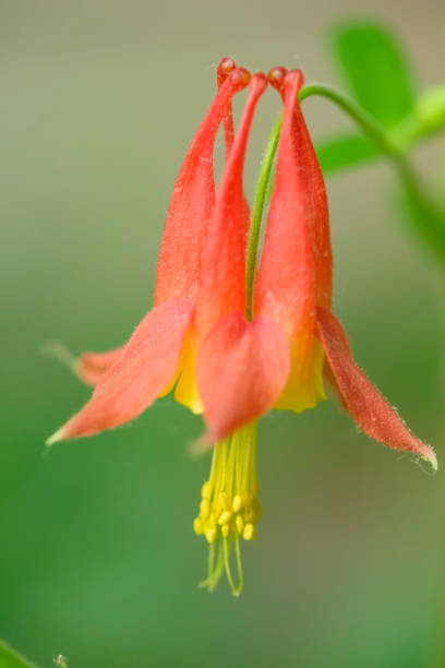 istock Macro Of A Columbine Flower 1221392120