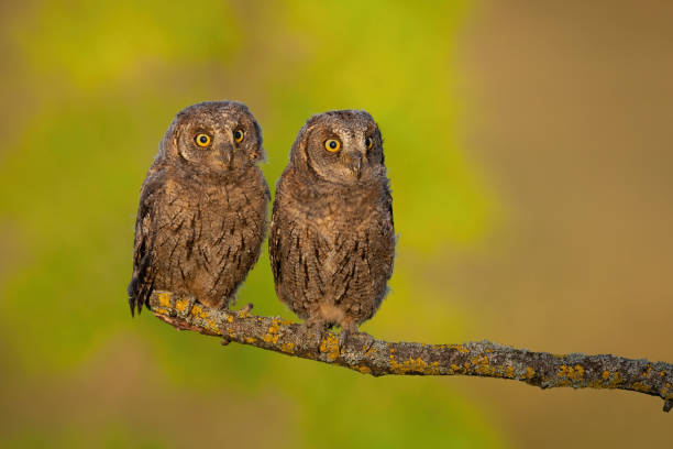 istock Surprised eurasian scops owl young chicks perched in spring nature at sunrise 1221392145