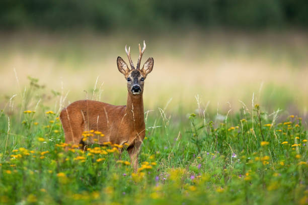 istock Alert roe deer buck blind on one eye looking into camera on green summer meadow 1221392659