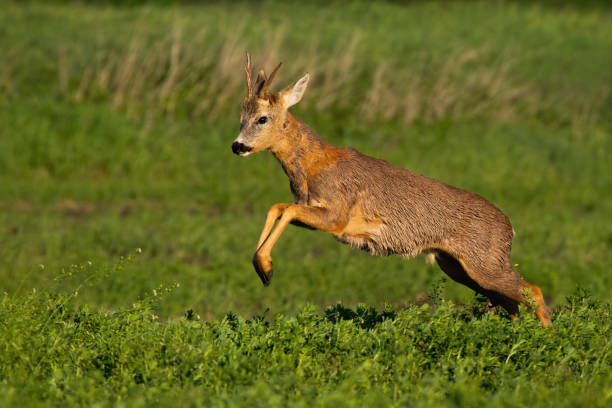 istock Fast roe deer buck loosing fur and jumping while running in spring nature 1221393053