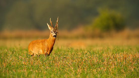 Majestic roe deer, capreolus capreolus, buck with plant on antlers on field from front view with copy space. Dominant territorial male mammal with orange fur at sunset in summer.