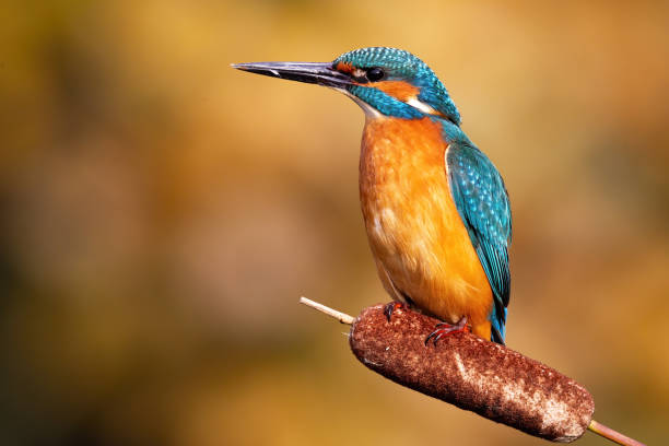 istock Tense common kingfisher male observing from perch in sun 1221393123
