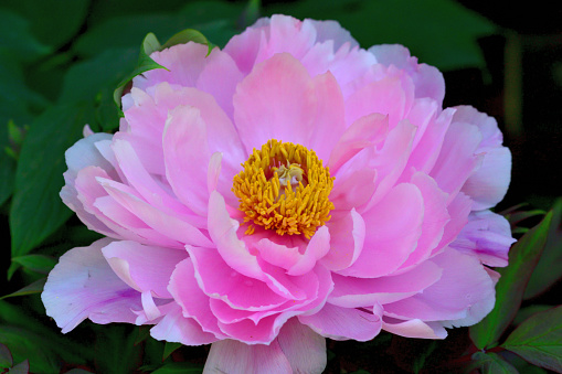 Peony is flowering plant, which is a long-lived perennial with shades ranging from red to pink, purple, yellow, orange and white. The bloom time is from late spring to early summer.