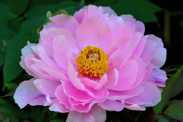 Photo of Peony Flower / Paeonia suffruticosa