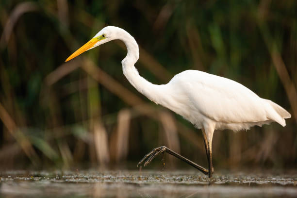 istock Graceful great egret walking in marsh with one leg above water surface 1221393383