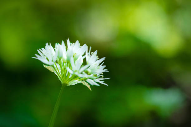 fermez-vous vers le haut de l’image macro de la fleur de fleur pointue de l’ail sauvage isolé contre un bokeh du feuillage vert doux de bois. un favori comestible pour les fourrages d’avril à juin. - herbal medicine nature ramson garlic photos et images de collection