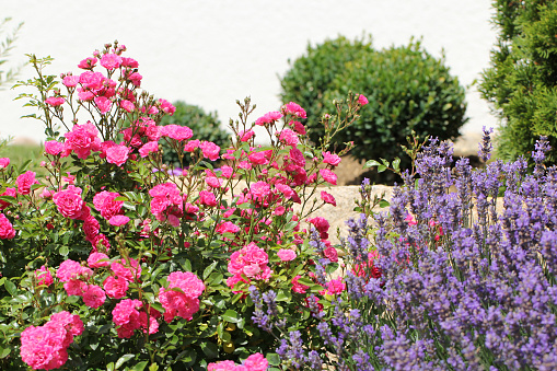 Roses and lavender in the garden