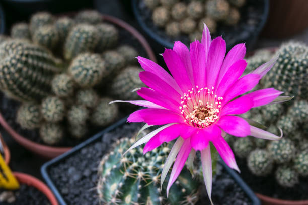 istock Blooming pink flower og Lobivia cactus 1221394766
