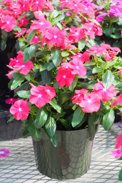 folhagem vinca flores, flores de vinca rosa (madagascar periwinkle) - catharanthus - fotografias e filmes do acervo