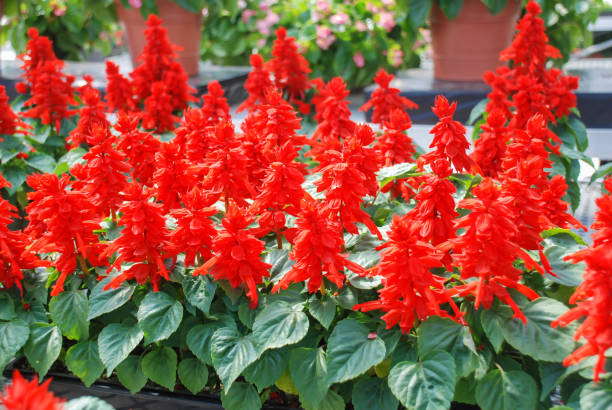 istock Red Salvia Splendens, Red flower pot plants 1221394928