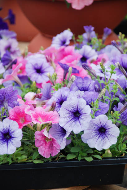 istock Petunia in the pot, Mixed color petunia 1221394979
